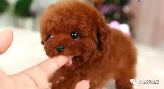 大家更喜欢买哪种泰迪,怎么选泰迪才显得专业