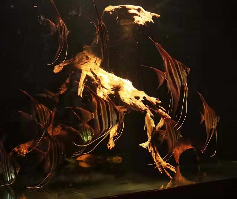 养观赏鱼的方法和技巧大全,新手怎么养观赏鱼的基本方法图解