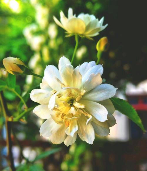 国内一种花，开花时比香水香，花期长名叫木香花