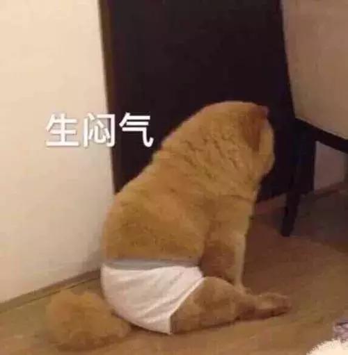 狗狗会不会嫉妒吃醋,狗狗会和自己孩子吃醋吗