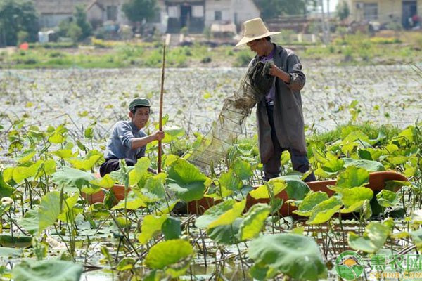 捕捞小龙虾用多大地笼,小龙虾如何起捕率高