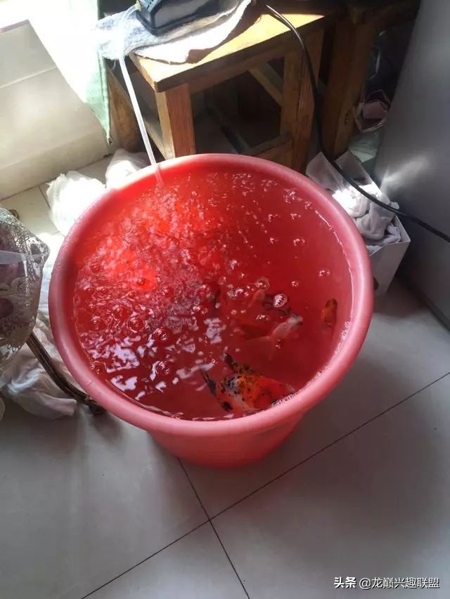 垃圾桶旁边的四方鱼缸，捡回去养了一缸金鱼，别说还挺不错