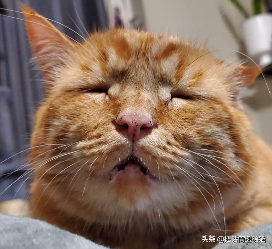 被弃养了一次的猫,从病魔中救回的猫脱离安乐死