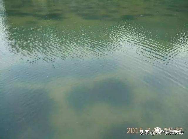 伊乐藻种植视频大全,伊乐藻种子种植