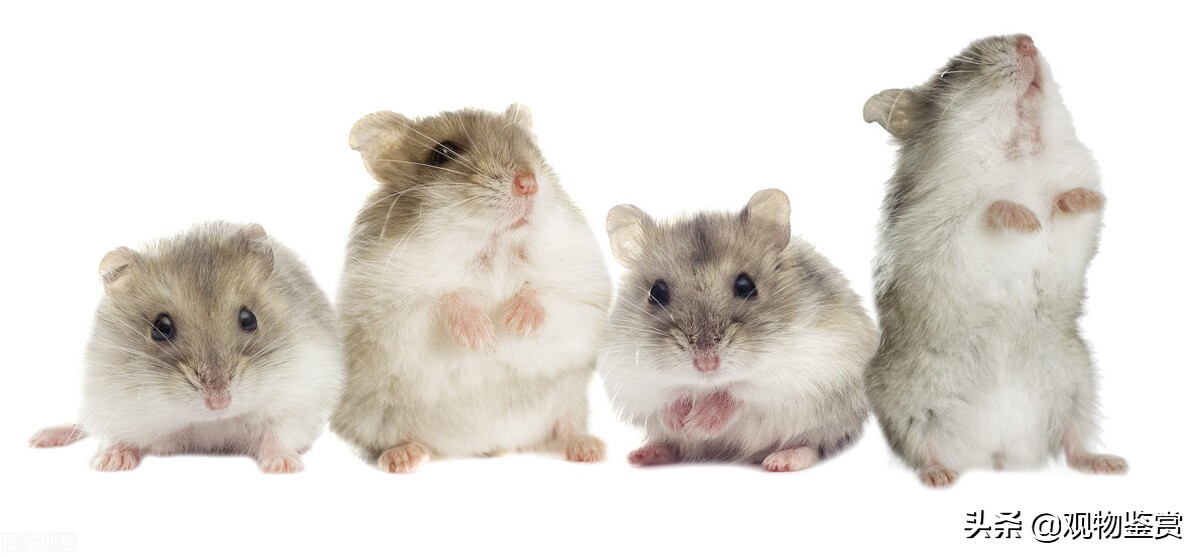 哪个品种的仓鼠性格最好,仓鼠毛色是白黑相间的是什么仓鼠