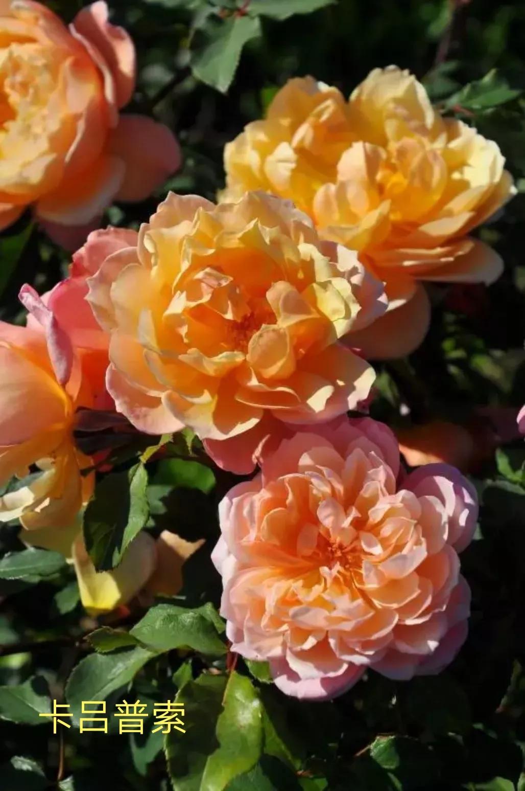 木村卓功推荐的月季,木村卓功月季