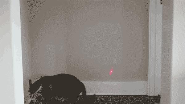 为什么猫咪喜欢抓光点,猫为什么喜欢抓激光笔