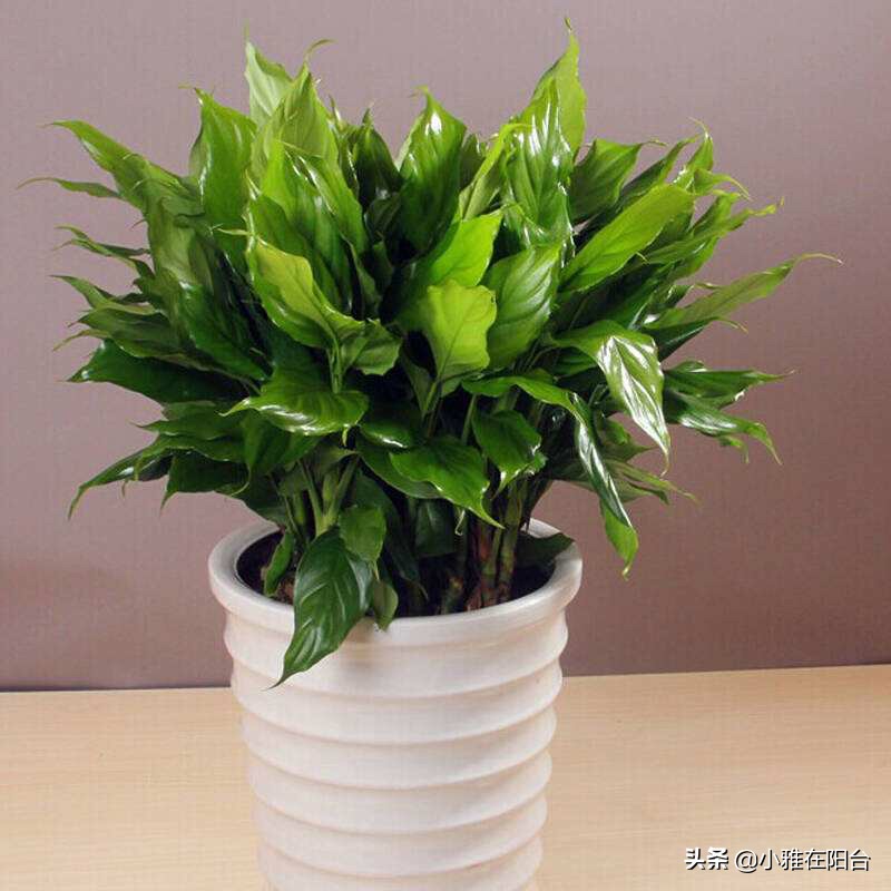 客厅养几盆绿萝最好,客厅养绿植养几棵最合适