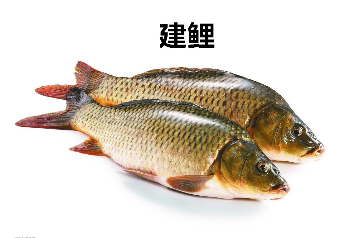 黄河大鲤鱼和普通鲤鱼的区别,黄河鲤鱼好还是汉江河鲤鱼好