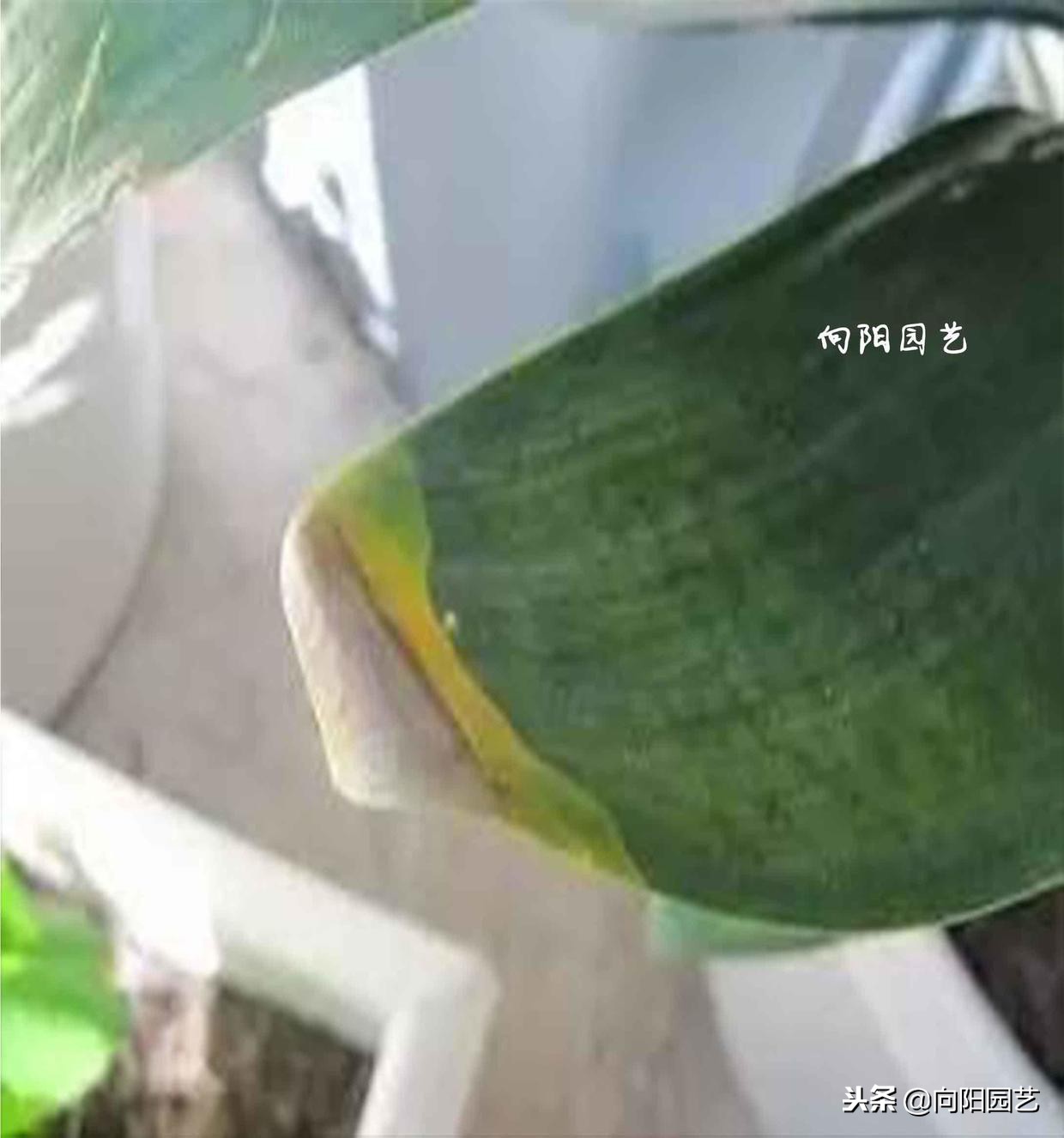 盆栽石榴树叶子发黄脱落怎么办,盆栽栀子花叶子发黄是什么原因