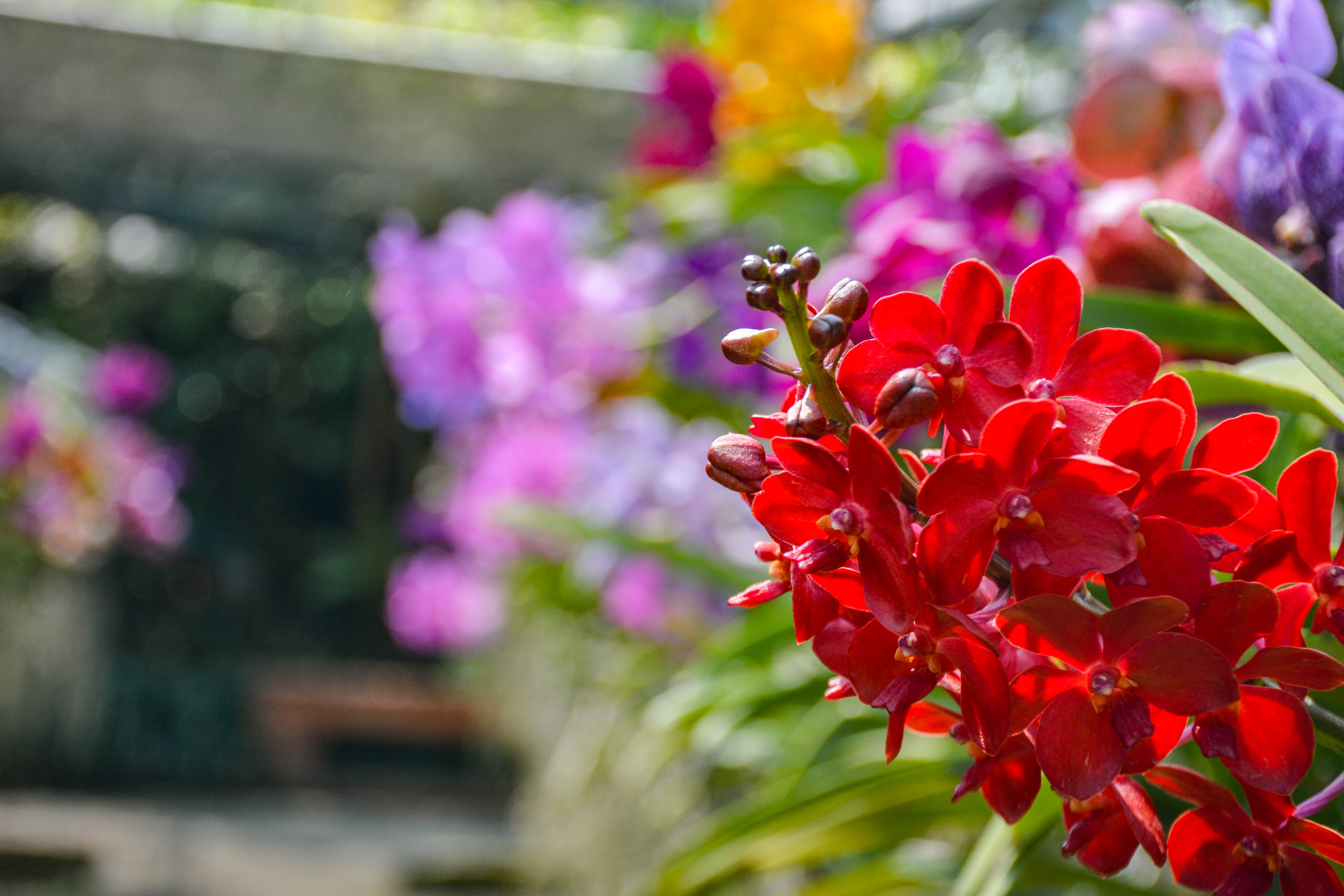 好看又好养的兰花有哪些,最好的十种兰花