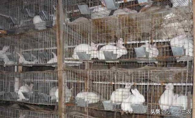 兔子如何养殖应该注意什么,兔子养殖技巧及兔子粪便处理