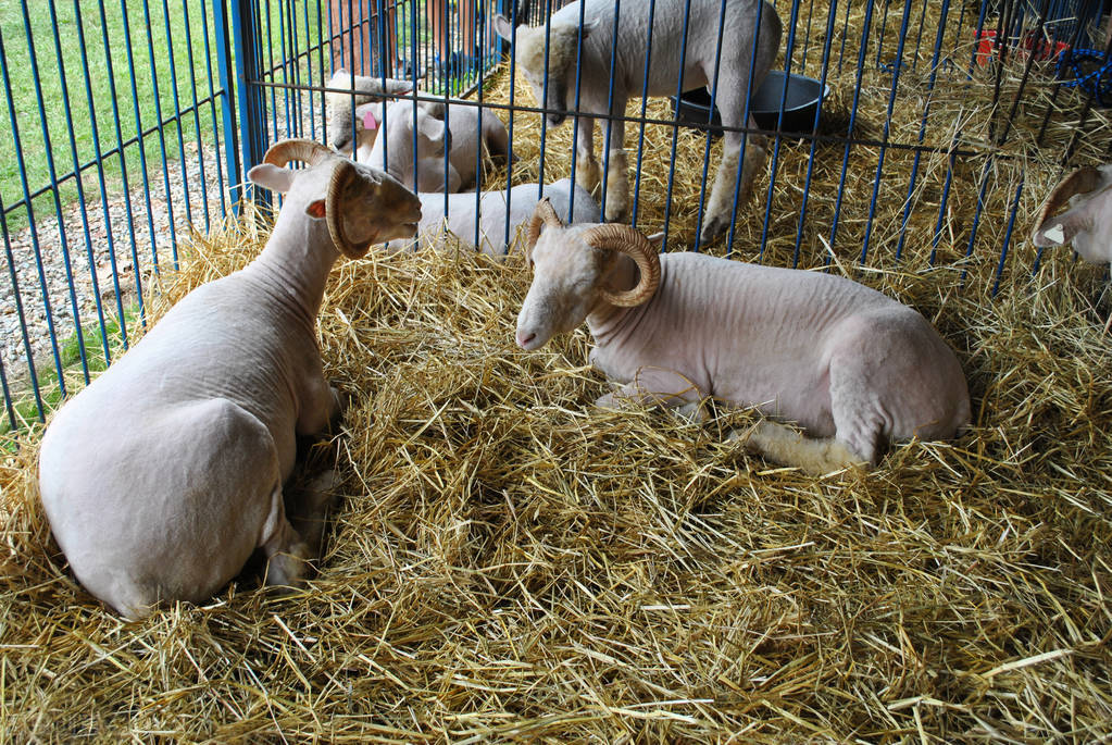 为什么家养的羊繁殖力会越来越低？有这5个原因，养羊要适时调整