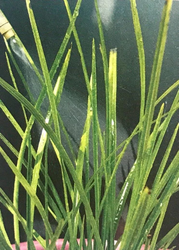 兰花有蚂蚁要消灭吗,如何治兰花盆中的蚂蚁