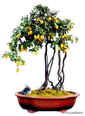 金弹子只养一棵会挂果吗,金弹子养了四年为什么不开花