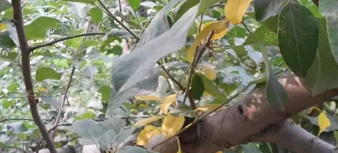 小樱桃树黄叶怎么回事,大樱桃幼树黄叶