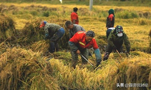 提高粮食价格能留住农民种地吗,粮食价格那么低农民怎么赚钱