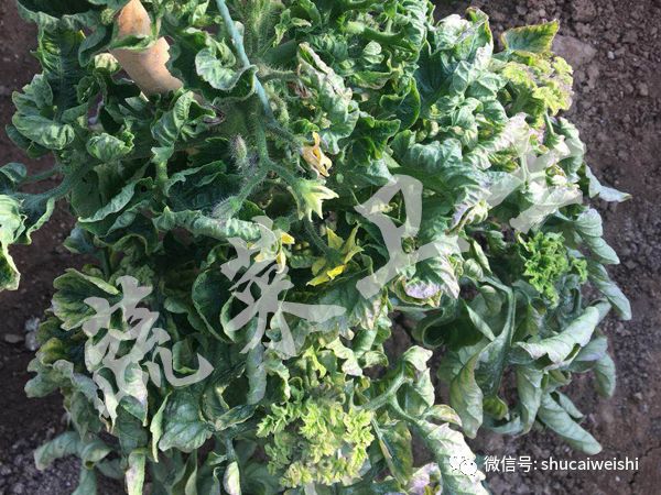 种的蔬菜卷叶是怎么回事,蔬菜的叶子有卷叶病怎么办