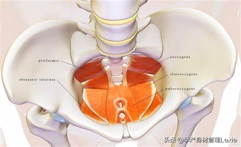 产后盆骨肌训练视频,孕妇骨盆底肌训练方法