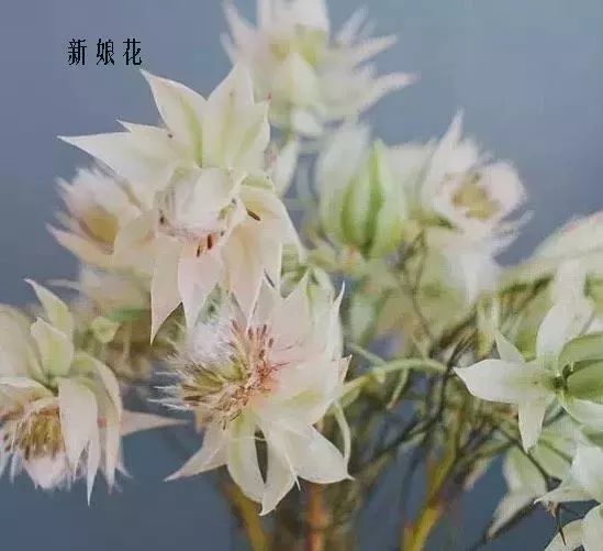 鲜花店常见花材品种大全,花店里同款的两种不同价格的花材