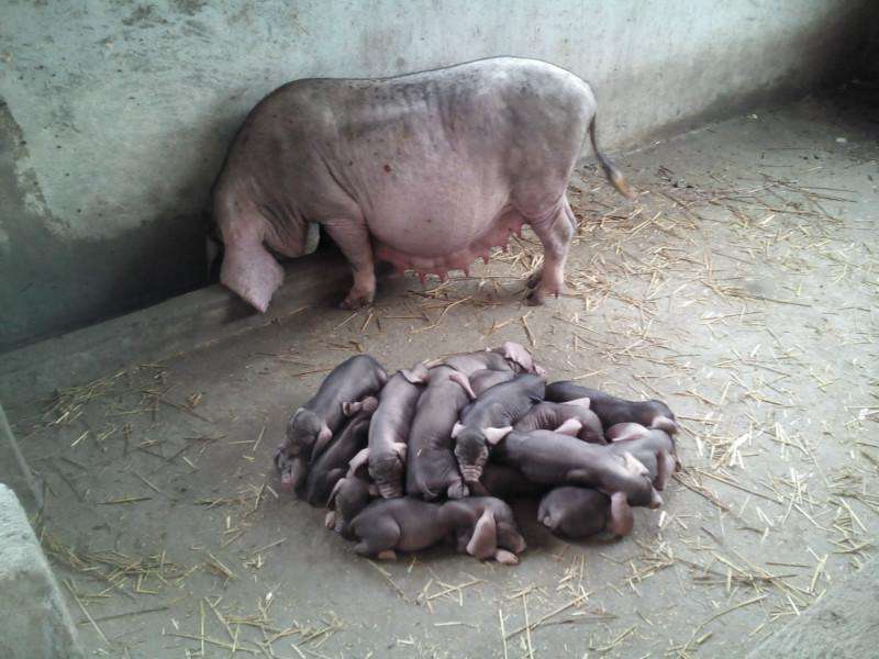 怎么确认*猪种**妊娠，预产期推算及分娩接产技术！