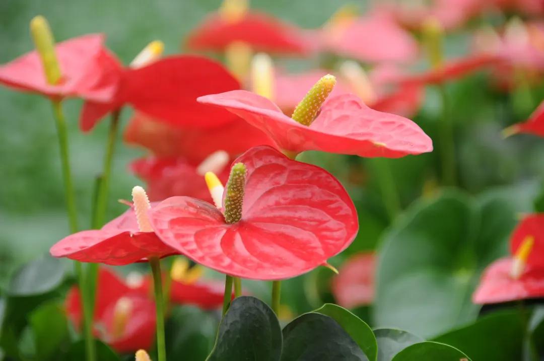 老红掌怎么养才能更旺盛,红掌火鹤怎么养