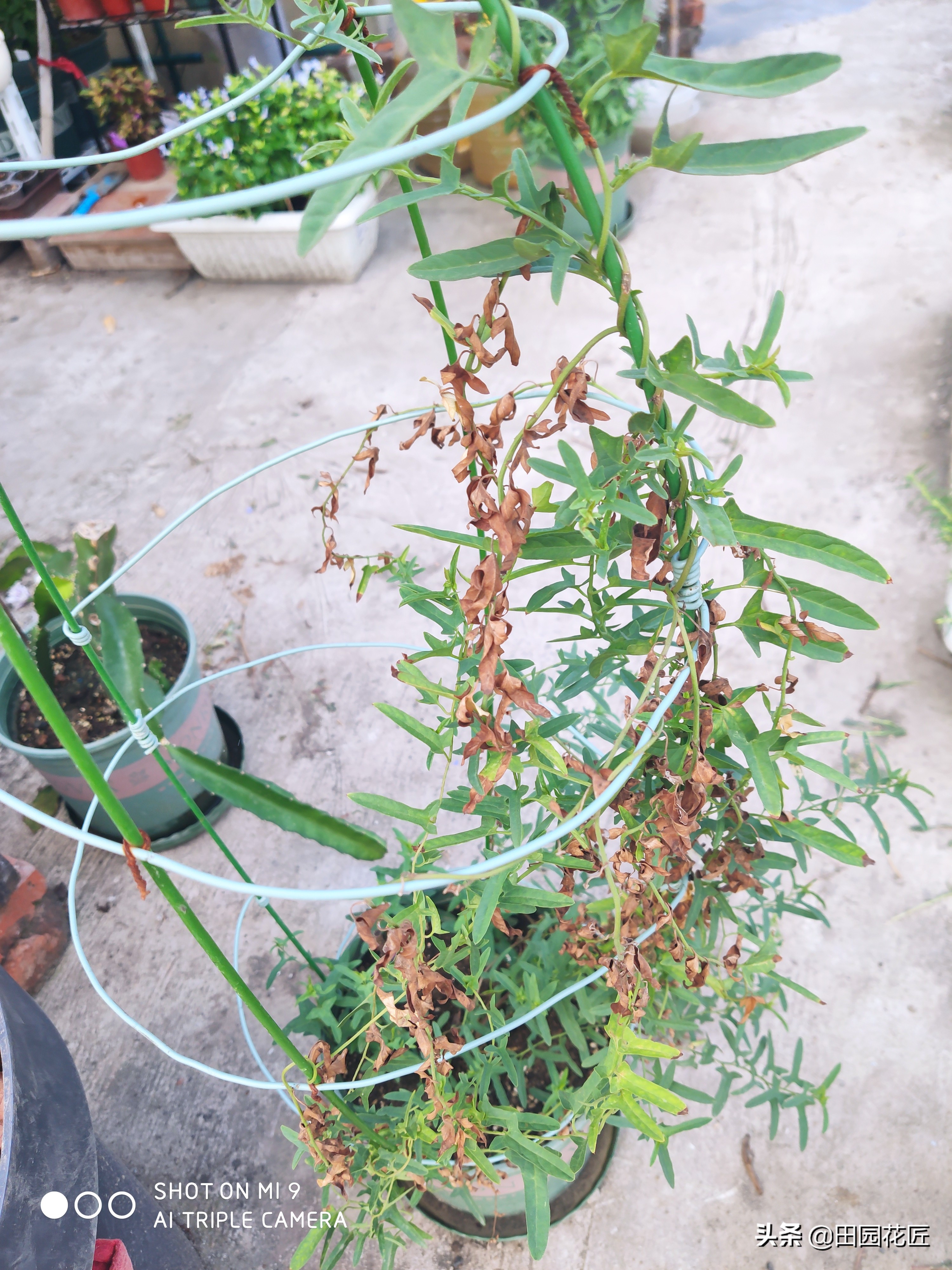 牡丹黄叶的处理方法,移栽的牡丹蔫蔫的怎么补救