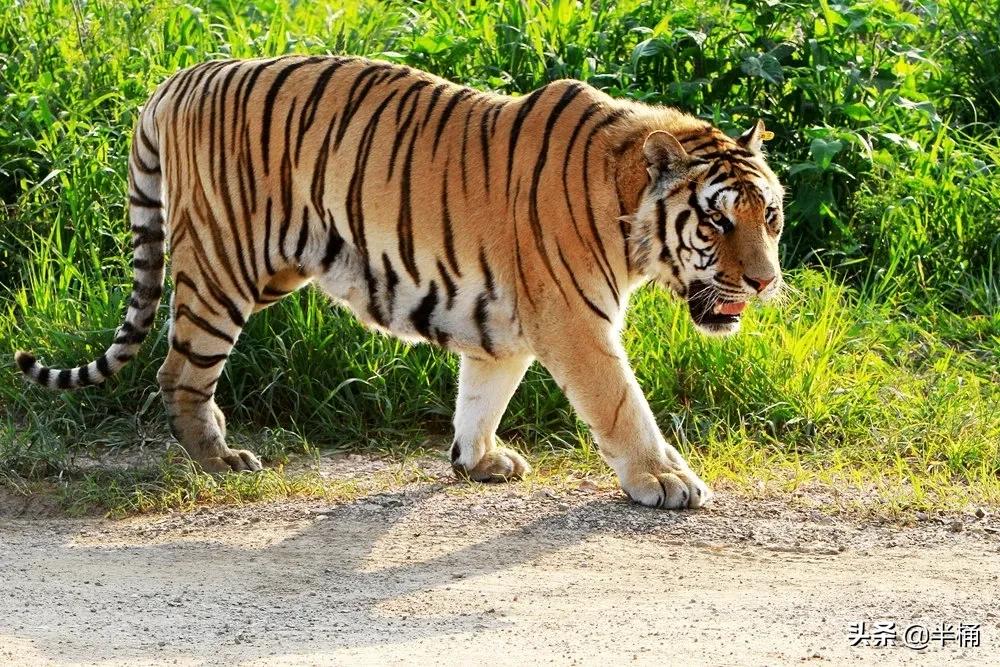 大猩猩和狮子老虎哪个厉害,为什么狮子老虎都不敢惹大猩猩