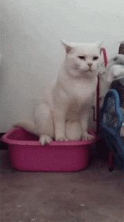 猫咪乱尿怎么除臭,猫咪往床上尿尿了买什么除臭