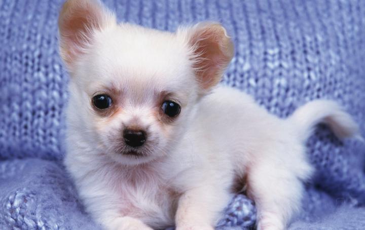 两个月狗狗流鼻涕打喷嚏,两个月狗狗感冒流鼻涕浑身抖