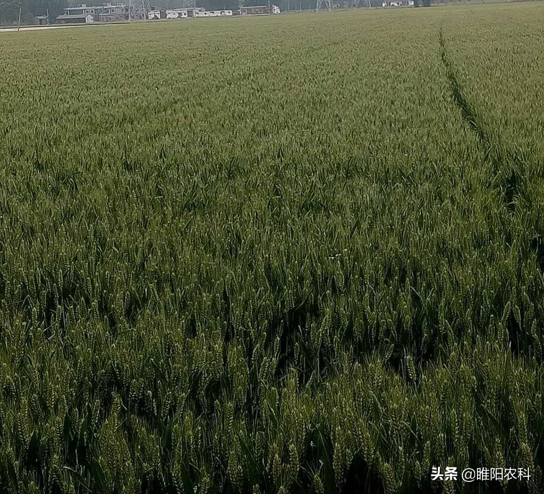 又一个新型农药增效剂上市，农药中加上一点，药效能提高1～3倍