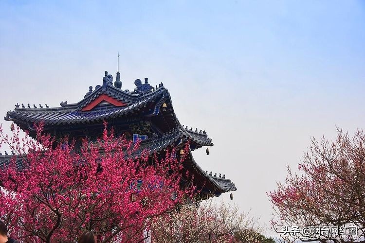 南京梅花山梅花开了吗,来南京梅花山赏梅花