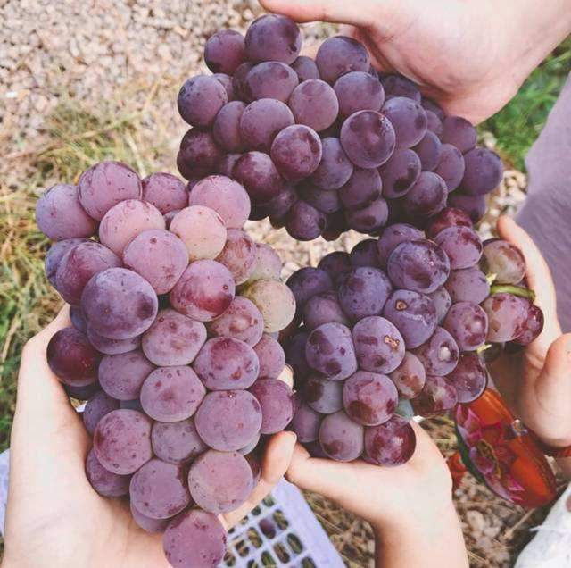 重庆周边端午节游玩攻略,重庆端午周边露营地推荐