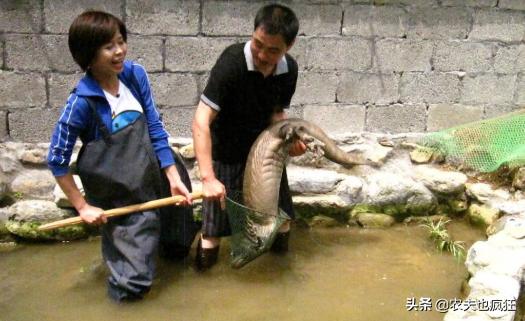 叫声似娃娃哭,是我国重点保护动物,在湖南被端上餐桌百元1斤