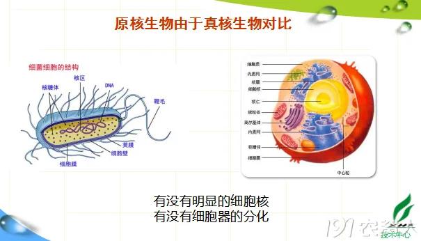 蔬菜细菌病图片大全,破解蔬菜病虫害之谜