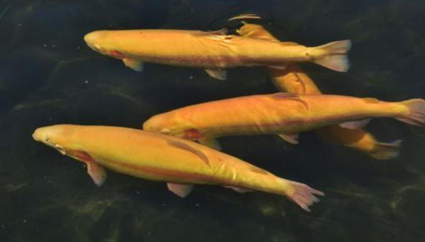 小金条跟小黄鱼是同一种鱼吗,怎么分辨民国小黄鱼金条真假