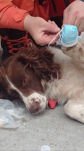 一只叫贝贝的斑点狗,有一只狗叫贝贝视频