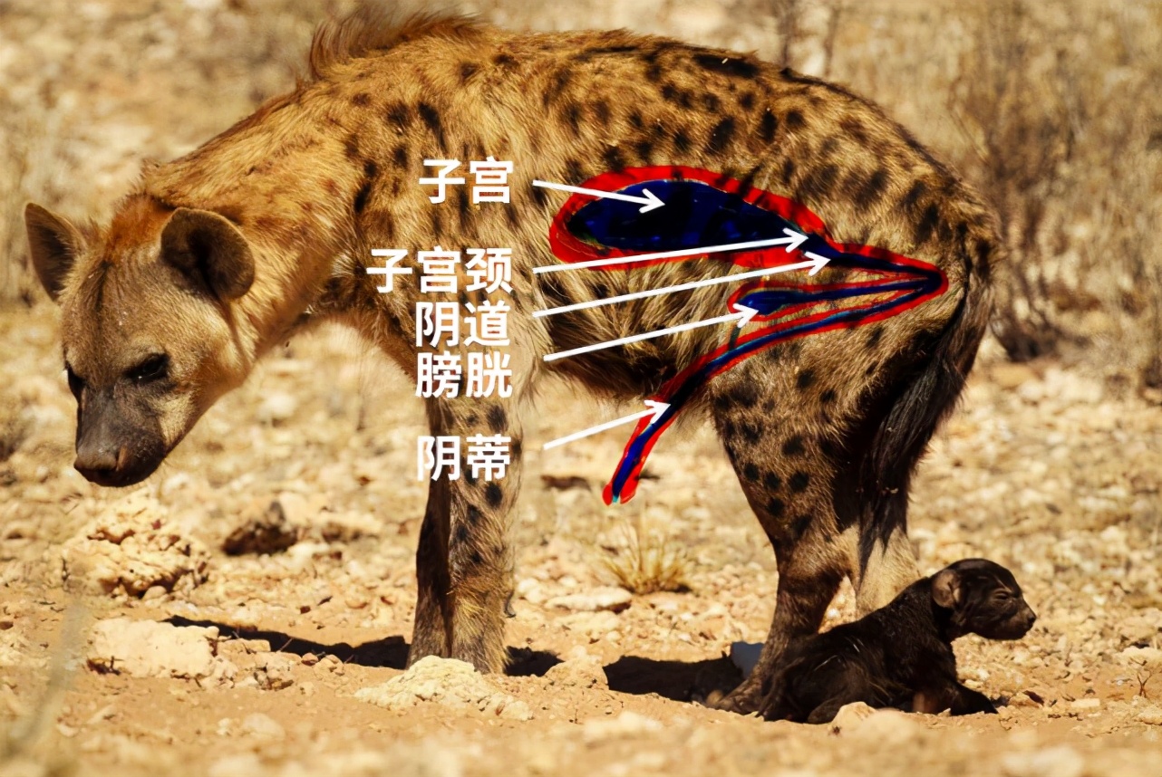 非洲草原上的梦魇——斑鬣狗