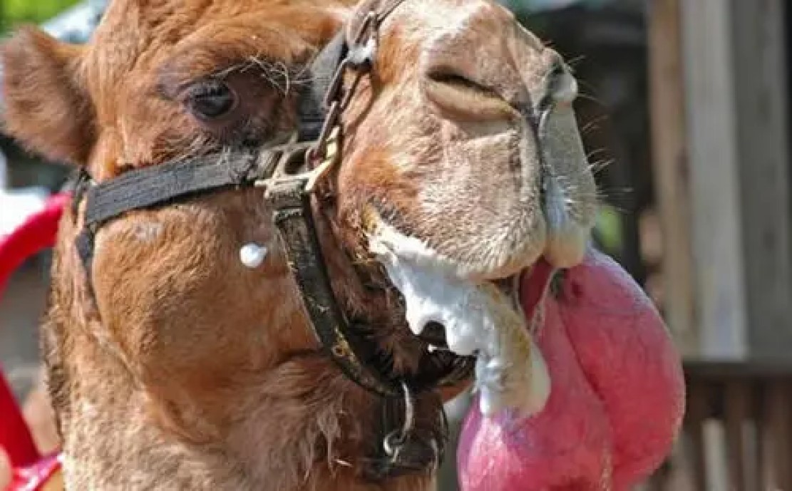 真是狗嘴里吐不出象牙,狗嘴里吐不出象牙但可以吐出蛇头