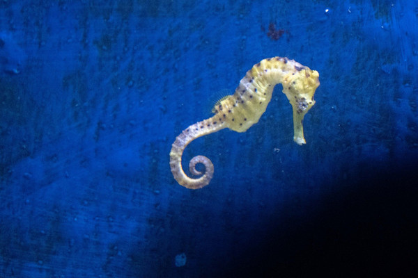 珠海长隆旅游攻略一天自由行,珠海长隆旅游攻略三天自由行