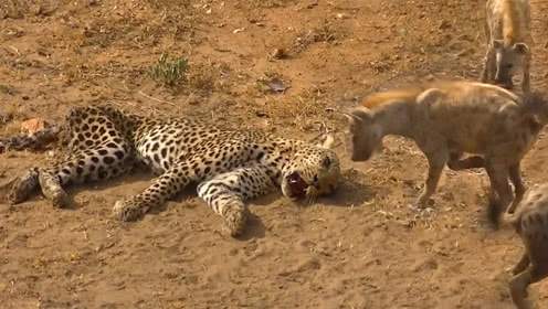 东非大草原狮子和鬣狗战争,鬣狗女王与狮群