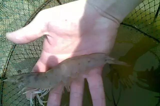 养虾哪些步骤做不足会使水质变差,养虾防病最好方法