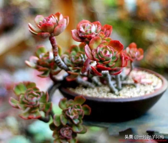 哪些多肉适合养老桩?多肉老桩摆窗台最精致了,看一眼就忘不了