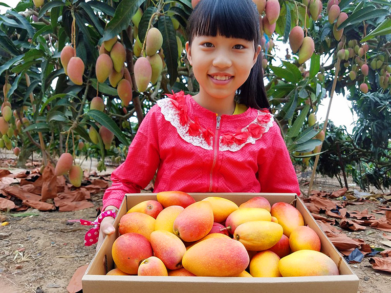树上贵妃芒怎么样才算成熟,海南树上熟贵妃芒5斤