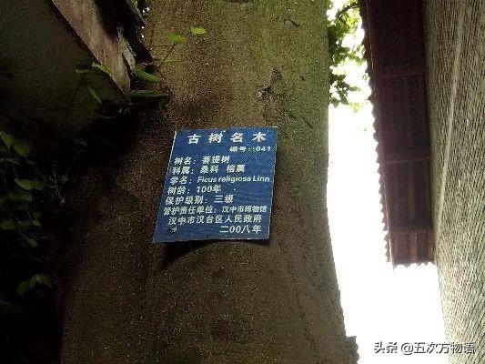 菩提树根手串怎样辨别真假,真实的菩提树