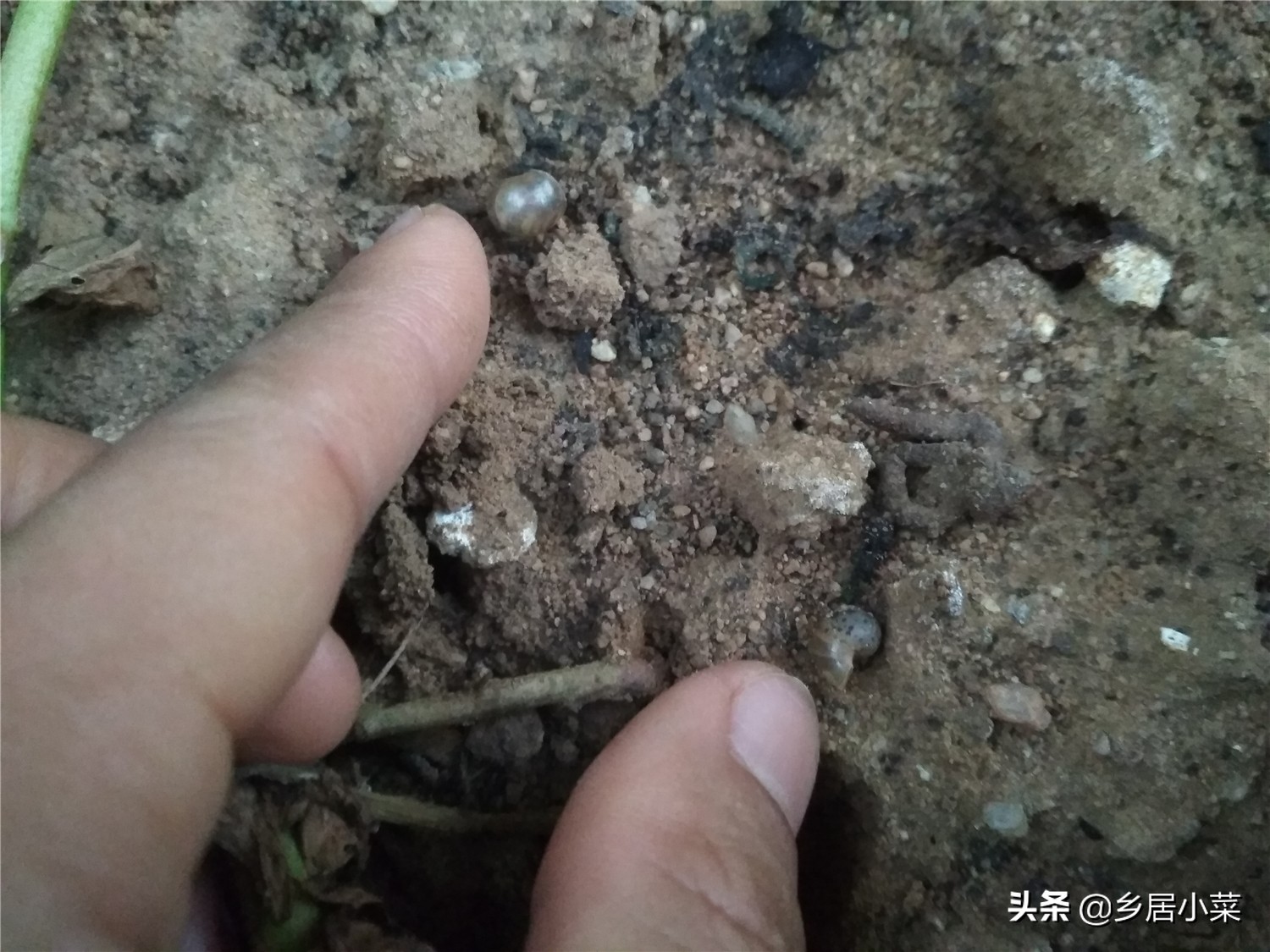 生石灰能杀灭蜗牛吗,种菜遇蜗牛吃如何防治