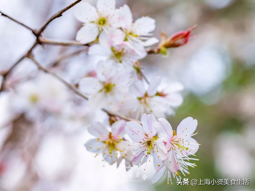 顾村公园一年一度赏樱,顾村公园赏樱点