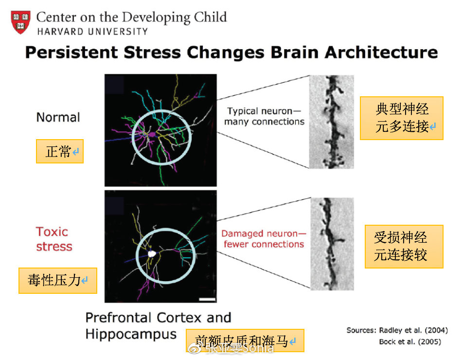 早期教育有助于儿童大脑发育,儿童早期大脑发育培训的教育意义