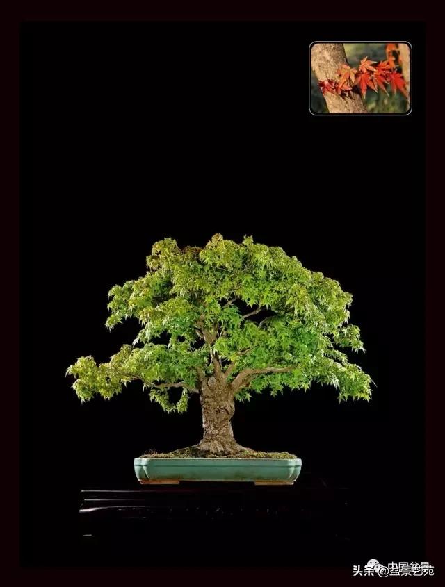 玩盆景必备栽种知识,观赏盆景的意境