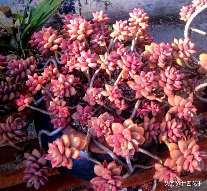 适合懒人养的四季花苗,这10种花越贱养越疯长